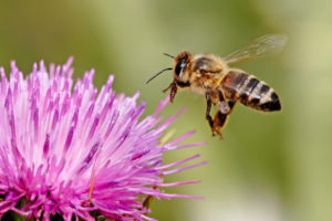 honeybeearticle